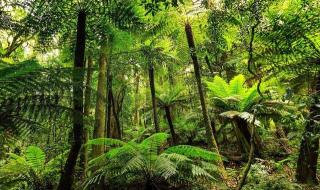 热带雨林有哪些作用 热带雨林的作用